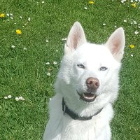 Robert Martin (@roberthm75) 's Twitter Profile