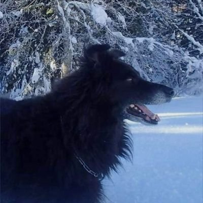 Tomyhachihachi's profile picture. 