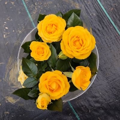 jaxbrowny91's profile picture. 