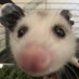 Enoch (@stinkenoch) Twitter profile photo Enoch (@stinkenoch) Twitter profile photo