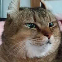 葵🐾 (@aoinyann) 's Twitter Profile