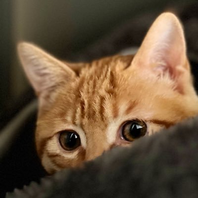 icqhoney's profile picture. 