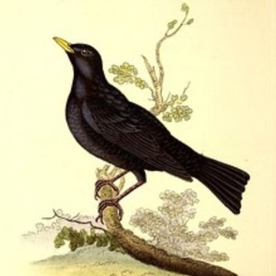 sosialisti_loa's profile picture. Total Liberation.