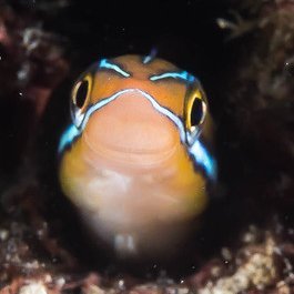 💙💛🏳️‍🌈Fish Every Hour🏳️‍⚧️🐟さんのプロフィール画像