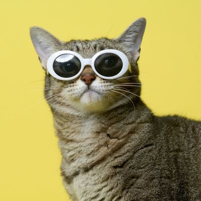 428_sr's profile picture. 📷🐈☕