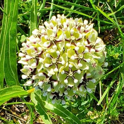 Needsamusket's profile picture. American