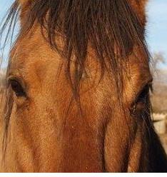 allaroundequine's profile picture. AAES - Customized Training and Lessons - Your goals.  Get riding after an injury again.  Equine Sports Massage Thereapy too.