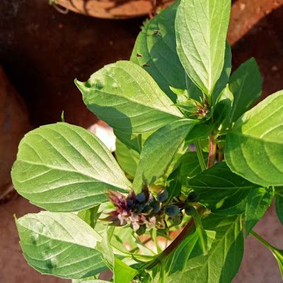 Siddha maruthuvar 🌱🌿