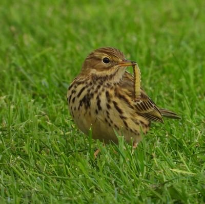 dastardinblack's profile picture. You'd never guess a Football Referee who wishes he'd found the whistle earlier and has got a camera!