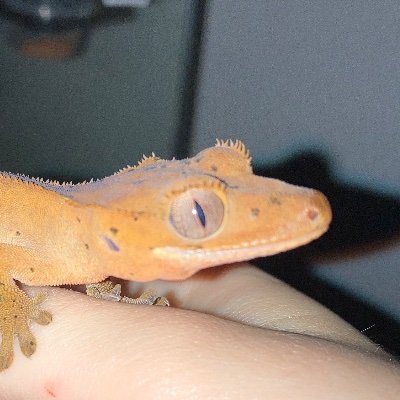 stromfyr's profile picture. how does twitter work? | I vibe in offlines+twitch chats :3 | reptile enjoyer 🦎 | lurk in ocean/sillytwt 🌊 & chatnotwt 🐷| tmnt stuff @s0rr3ll