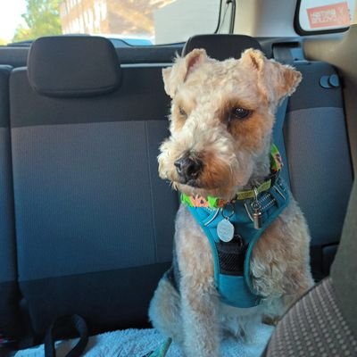 Cheeky naughty but loveable Lakeland Terrier living his best life in Worcestershire.