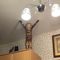 讚美貓皇 Praise the Cat! (@blatrxwfvt6od8q) 's Twitter Profile