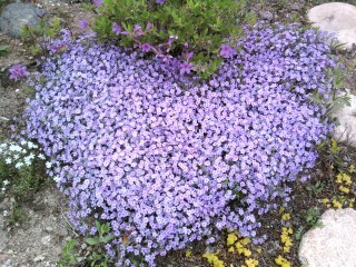 genki0603's profile picture. 韓日/日韓文化交流、韓日/日韓交流おまつりボランティア活動、日本映画紹介（これから岡本喜八、新藤兼人、山本薩夫、日活設立100周年特集上映）。