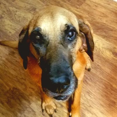 I'm an 😇 redbone coonhound pup (14!) w/2 little bros, Roscoe and Copper. Love my mama, peanut butter, sweet potato chips, long naps and running in my sleep.