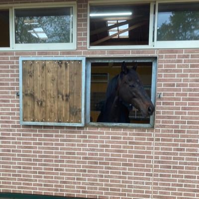 umagasukii's profile picture. 競走馬が大好きです！
ローズキングダム、ペルーサにいつか会いたい(*´ω｀*)