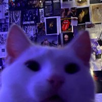 ….. (@____ozzy) 's Twitter Profile