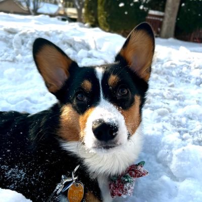 Corgi puppy on a journey and I love that for me. My whole vibe is kind of intense but generally speaking, this is a very cute look for me. Lick Rust.