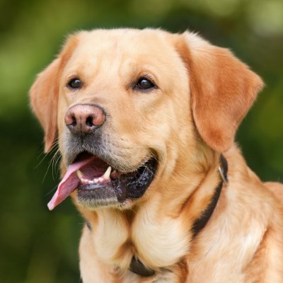 Browse our list of 260 dog breeds to find the perfect dog breed for you, and then find adoptable dogs and dog shelters close to you.
https://t.co/1obfFBvWVM
