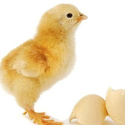 ronhantman's profile picture. 