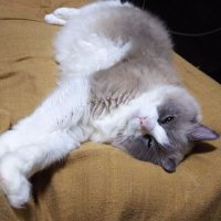 👿本間あく😈 (@studiobookmark) 's Twitter Profile