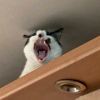 Barold ♥️ Jazzy (@stinkyboibarry) 's Twitter Profile
