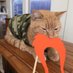 Marsha😻 (@littlekatmom) Twitter profile photo Marsha😻 (@littlekatmom) Twitter profile photo