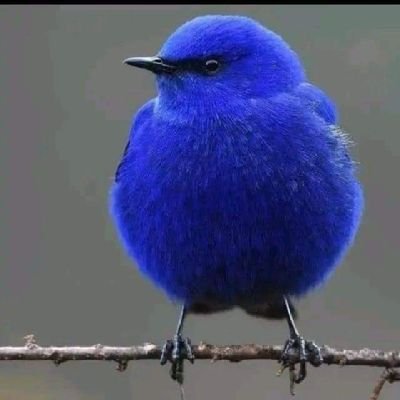 McOdhiambo11's profile picture. be my priority