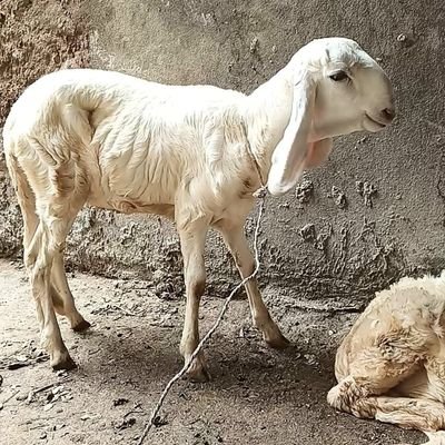 Modibot72gmail1's profile picture. Je suis africains