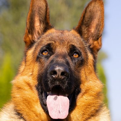 🐕 GermanShepherd_Lover
💓 Update Daily Cool GermanShepherd lover image and video
🤓 Share For Lover
😍 Cute - Awesome -Funny
Get in touch via the Website or Dm