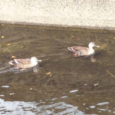 ren25_version2's profile picture. ※不健全アカウント及び不審なアルバイト募集のフォローお断り🙅
※懸賞好きさん、愚痴垢さん、無言フォロー失礼します🙇

#プロたん
🐴

◎ケーキ🎂好き
◎愚痴も言います
◎基本 #当選報告 します
※本名は使用しておりません