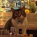 🍉 Catty hates everything (@trotscat) Twitter profile photo 🍉 Catty hates everything (@trotscat) Twitter profile photo