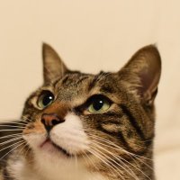 🥁ドラ猫🐈 (@thud_drum_neko) 's Twitter Profile Photo 🥁ドラ猫🐈 (@thud_drum_neko) 's Twitter Profile Photo