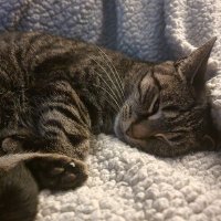 Starcat19689 (@starcat19689) 's Twitter Profile