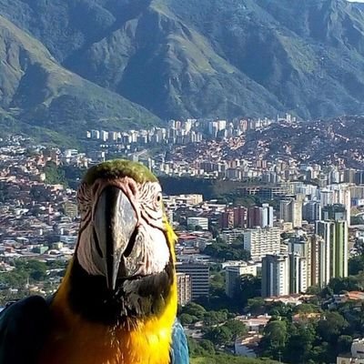 WiCL13's profile picture. Curioseando