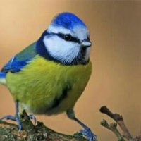Mehmet Demir (@mehmetd47609464) Twitter profile photo