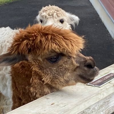 up_swl's profile picture. ただの趣味です