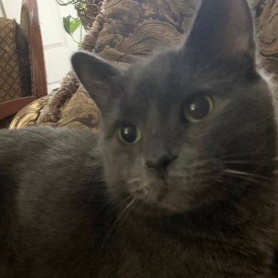 AdenSnake's profile picture. It's showtime! 🌹