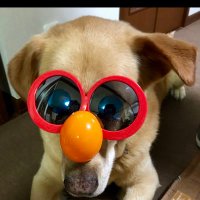 ちゃびまろん  ฅ´•ᴥ•`ฅ♥ (@marorinrin1402) 's Twitter Profile Photo