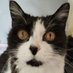 ⓋFabrizio (@woodstock697) Twitter profile photo ⓋFabrizio (@woodstock697) Twitter profile photo