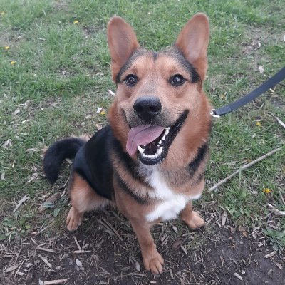 Hi! I'm Odin, a 4 year old Shepherd mix living the good life with all my doggo friends! I hope that we'll make some friends in the #dogsoftwitter community!