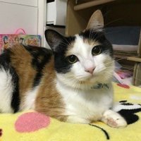 夢がmorimori (@ghjfrjrdf) 's Twitter Profile