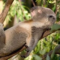 Fabian (@pappygrande_) 's Twitter Profile Photo