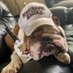 Buddy the Bulldawg (@buddybulldawg) Twitter profile photo Buddy the Bulldawg (@buddybulldawg) Twitter profile photo