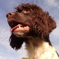 Rupert Brewer (@rupertbrewer2) Twitter profile photo