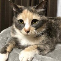 ガリ子 (@vbgcfngfd) 's Twitter Profile Photo ガリ子 (@vbgcfngfd) 's Twitter Profile Photo