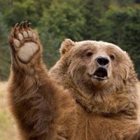 Kiwi Bear(@WojteksGrandson) 's Twitter Profile Photo