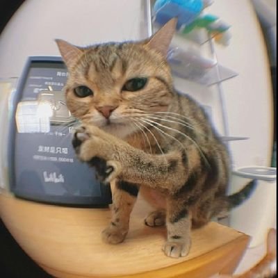 armyarteliz's profile picture. El conocimiento puede ser transmitido, pero no la sabiduría.Herman H