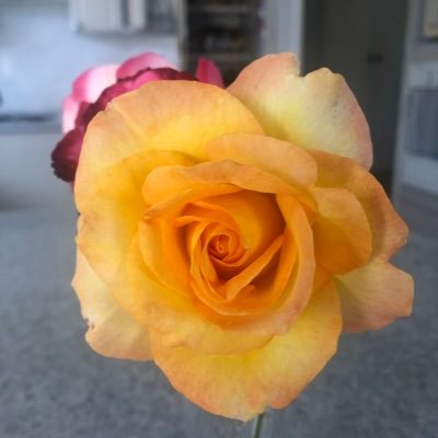 Arnaldo61549512's profile picture. 