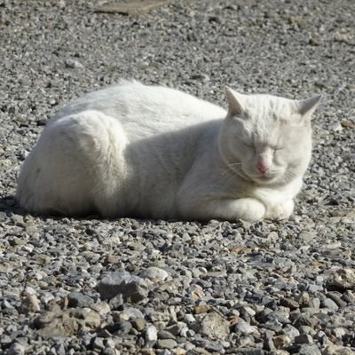 RAKUINKYOSITAI's profile picture. 猫とアニメとミリタリー好きのおじさんです。
基地祭、駐屯地祭巡りしながら下手の横好きですがカメラが趣味です。
政治、宗教、性癖の話は喧嘩の元なので基本的にしません。
無言フォロー気にしません。お気軽にどうぞ。
メイン機:NikonZ5Ⅱ、サブ機:NikonZ50Ⅱ