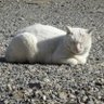 RAKUINKYOSITAI's profile picture. 猫とアニメとミリタリー好きのおじさんです。
基地祭、駐屯地祭巡りしながら下手の横好きですがカメラが趣味です。
政治、宗教、性癖の話は喧嘩の元なので基本的にしません。
無言フォロー気にしません。お気軽にどうぞ。
メイン機:NikonZ5Ⅱ、サブ機:NikonZ50Ⅱ